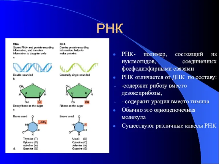 РНК РНК- полимер, состоящий из нуклеотидов, соединенных фосфодиэфирными связями РНК