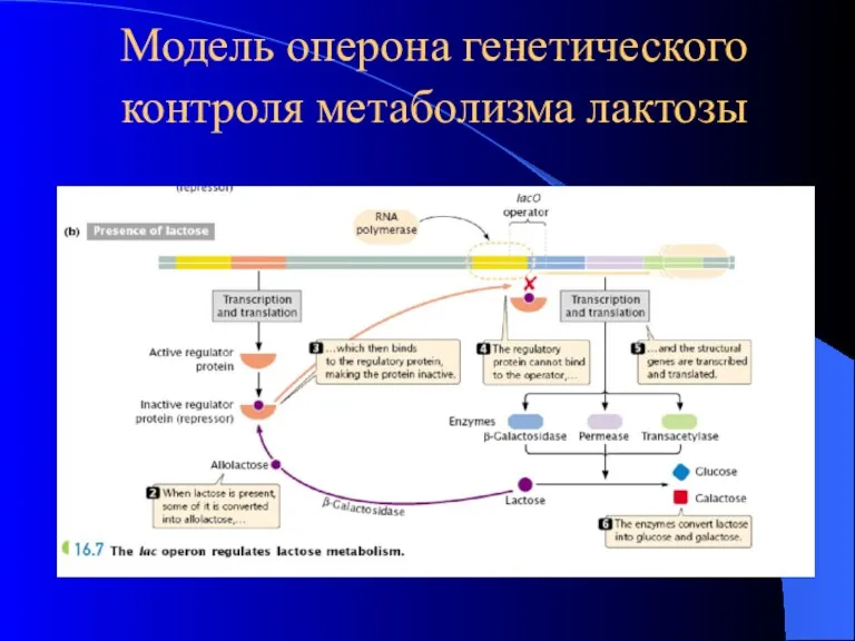 Модель оперона генетического контроля метаболизма лактозы