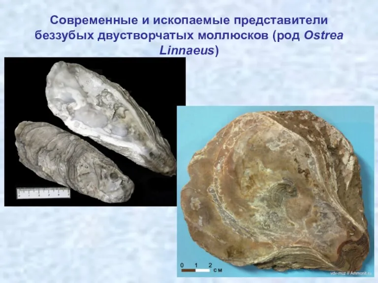 Современные и ископаемые представители беззубых двустворчатых моллюсков (род Ostrea Linnaeus)