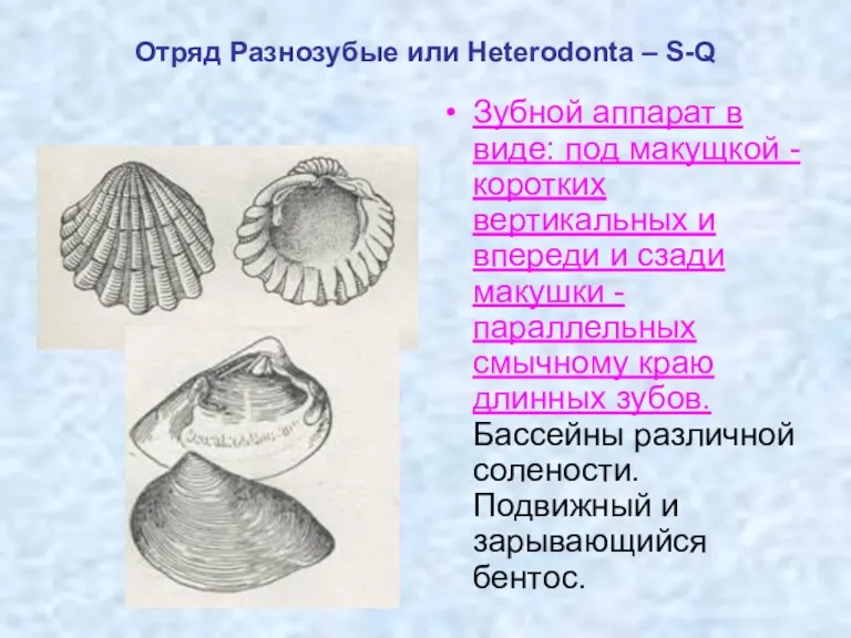 Отряд Разнозубые или Heterodonta – S-Q Зубной аппарат в виде: