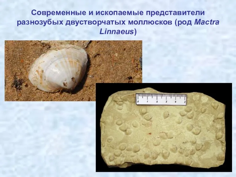 Современные и ископаемые представители разнозубых двустворчатых моллюсков (род Mactra Linnaeus)
