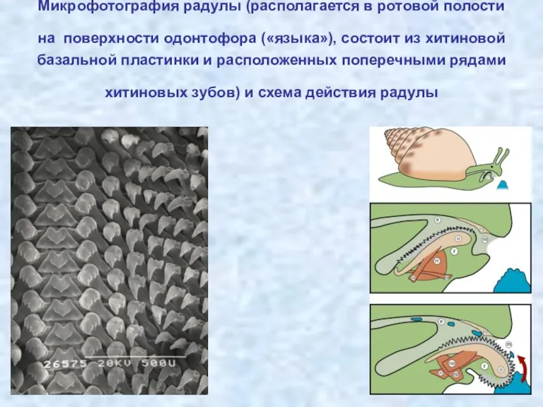 Микрофотография радулы (располагается в ротовой полости на поверхности одонтофора («языка»),