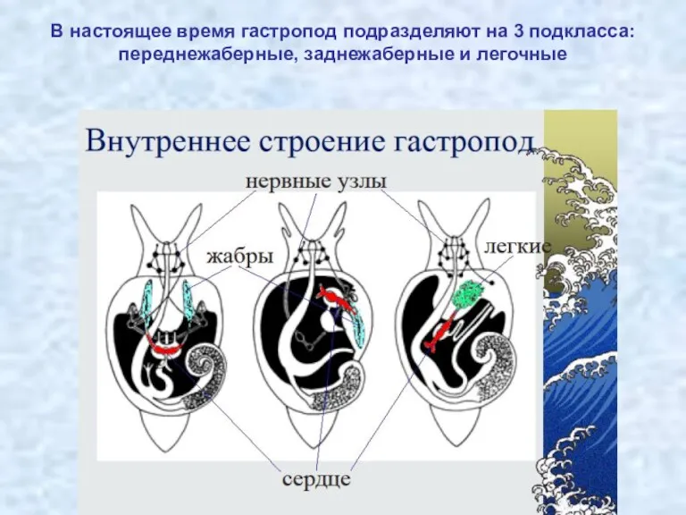 В настоящее время гастропод подразделяют на 3 подкласса: переднежаберные, заднежаберные и легочные