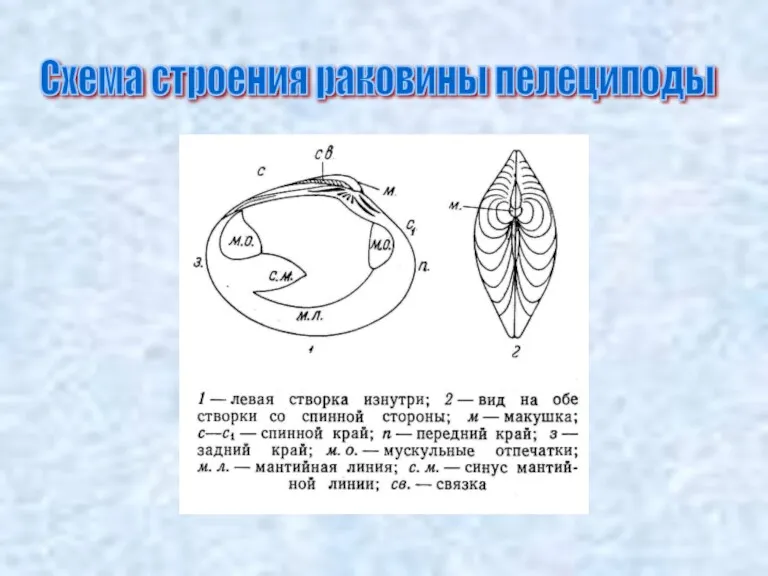 Схема строения раковины пелециподы