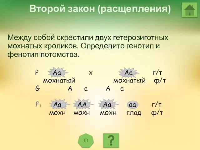 Второй закон (расщепления) П Р Аа х Аа г/т мохнатый