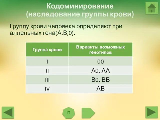 Кодоминирование (наследование группы крови) П Группу крови человека определяют три аллельных гена(А,В,0).