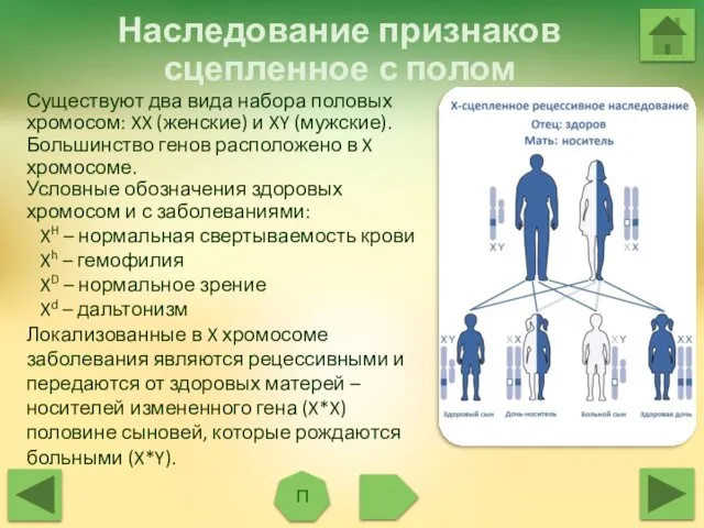 Наследование признаков сцепленное с полом П Существуют два вида набора