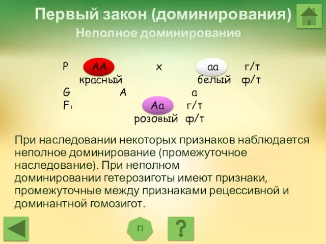 Первый закон (доминирования) Р АА х аа г/т красный белый