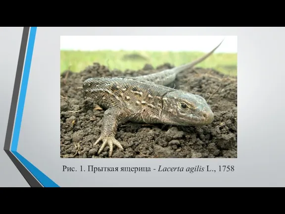 Рис. 1. Прыткая ящерица - Lacerta agilis L., 1758