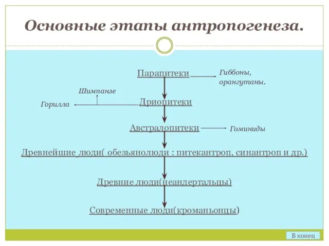 Основные этапы антропогенеза. Парапитеки Гиббоны, орангутаны. Дриопитеки Горилла Шимпанзе Австралопитеки