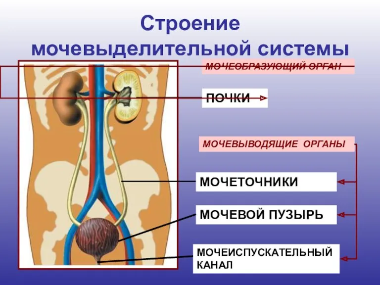 Строение мочевыделительной системы