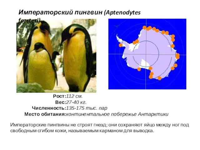 Императорский пингвин (Aptenodytes forsteri) Императорские пингвины не строят гнезд; они сохраняют яйцо между