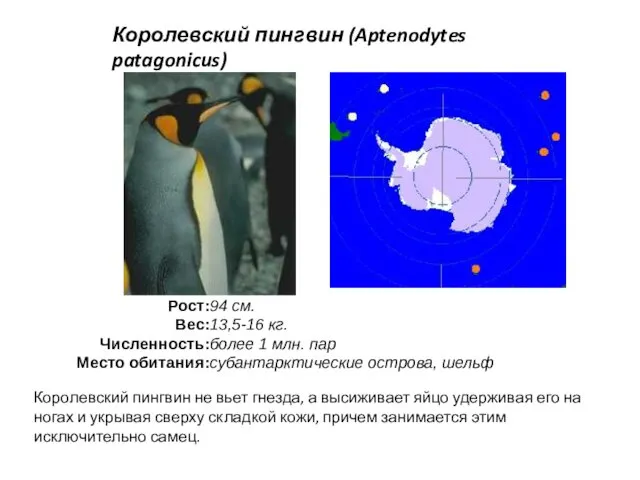 Королевский пингвин (Aptenodytes patagonicus) Королевский пингвин не вьет гнезда, а высиживает яйцо удерживая