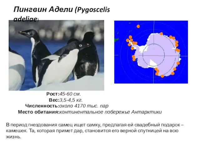 Пингвин Адели (Pygoscelis adeliae) В период гнездования самец ищет самку, предлагая ей свадебный