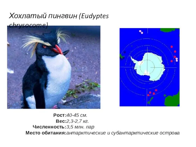 Хохлатый пингвин (Eudyptes chrysocome)