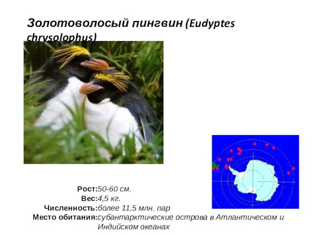 Золотоволосый пингвин (Eudyptes chrysolophus)