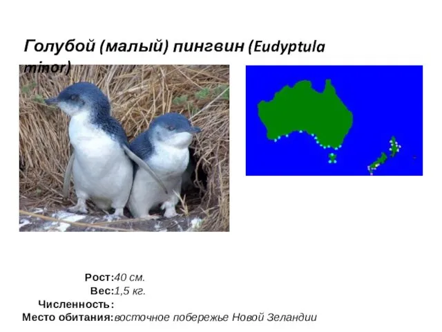 Голубой (малый) пингвин (Eudyptula minor)