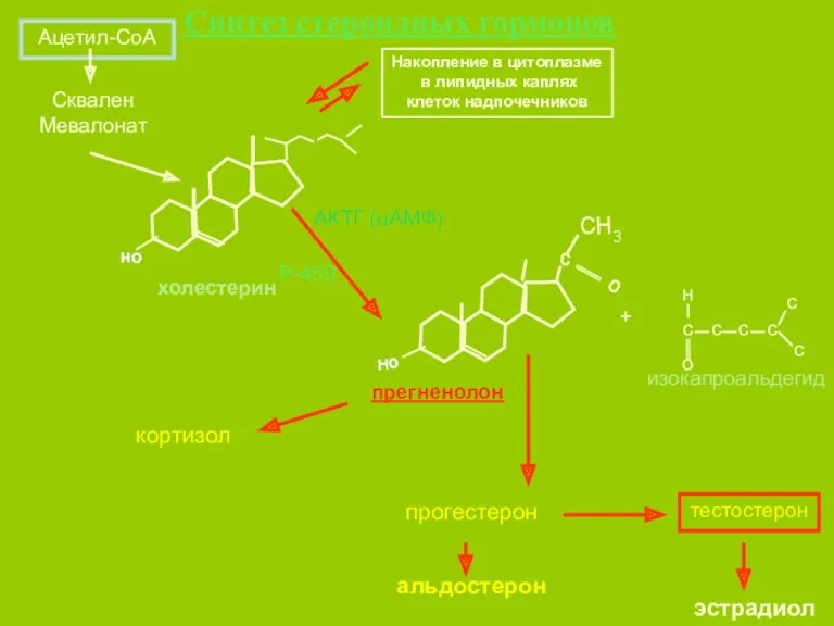 Ацетил-СоА Сквален Мевалонат холестерин Накопление в цитоплазме в липидных каплях