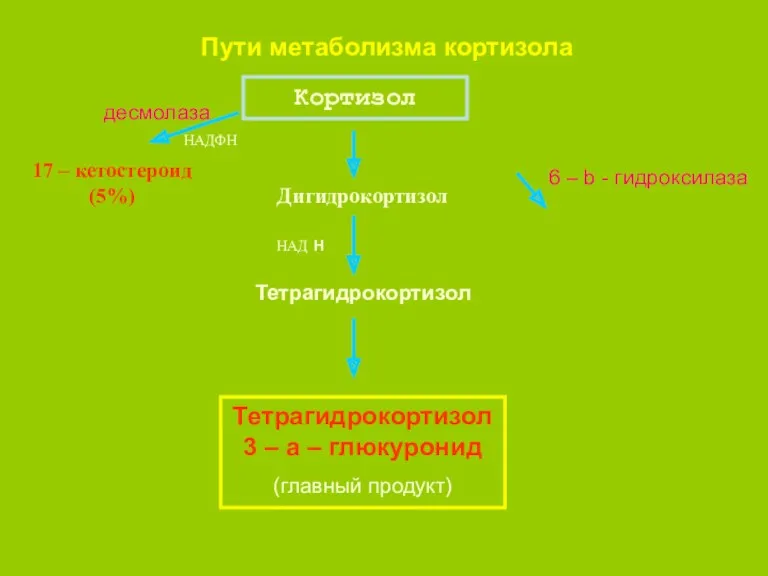 Пути метаболизма кортизола Кортизол Дигидрокортизол Тетрагидрокортизол Тетрагидрокортизол 3 – а