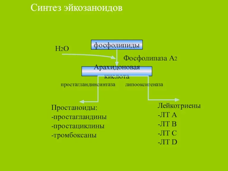 Синтез эйкозаноидов фосфолипиды Фосфолипаза А2 Арахидоновая кислота Простаноиды: -простагландины -простациклины