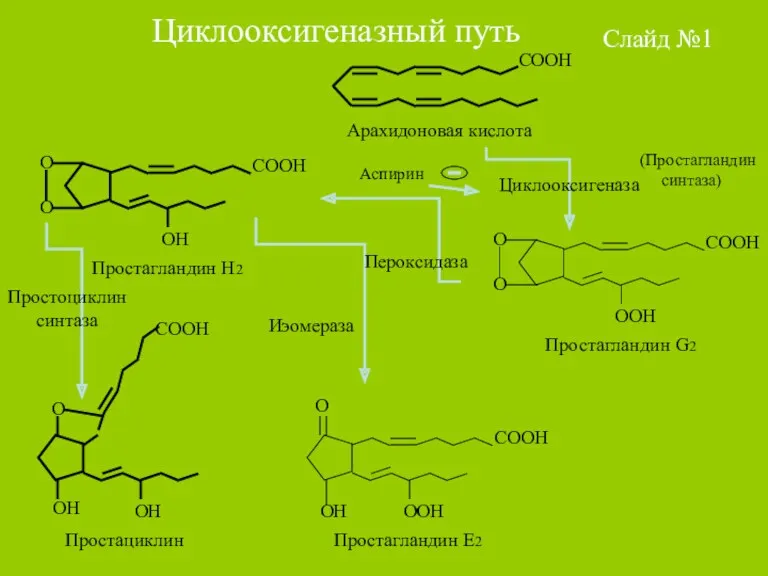 Циклооксигеназный путь Слайд №1 Циклооксигеназа Пероксидаза Иэомераза Простоциклин синтаза (Простагландин синтаза) Аспирин