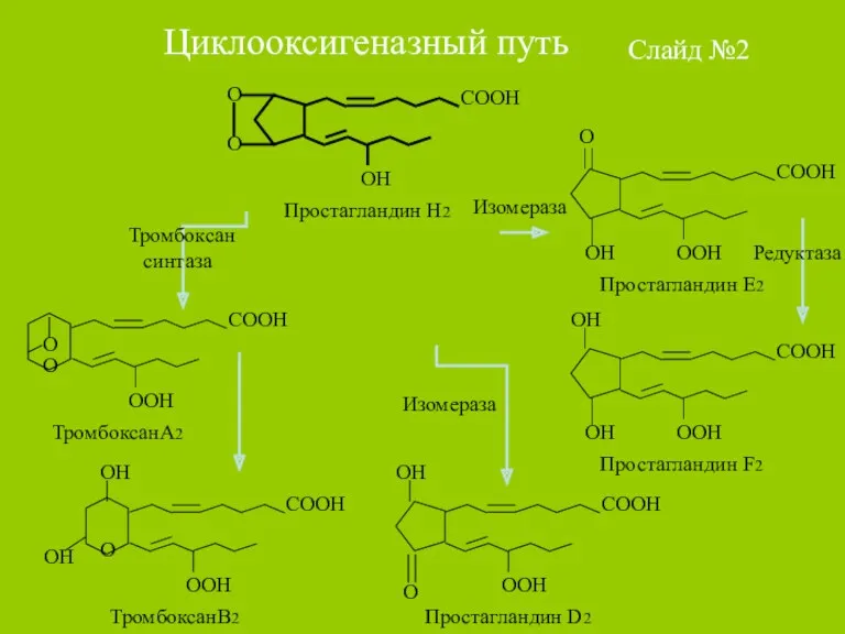 Циклооксигеназный путь Слайд №2 Изомераза Изомераза Редуктаза Тромбоксан синтаза