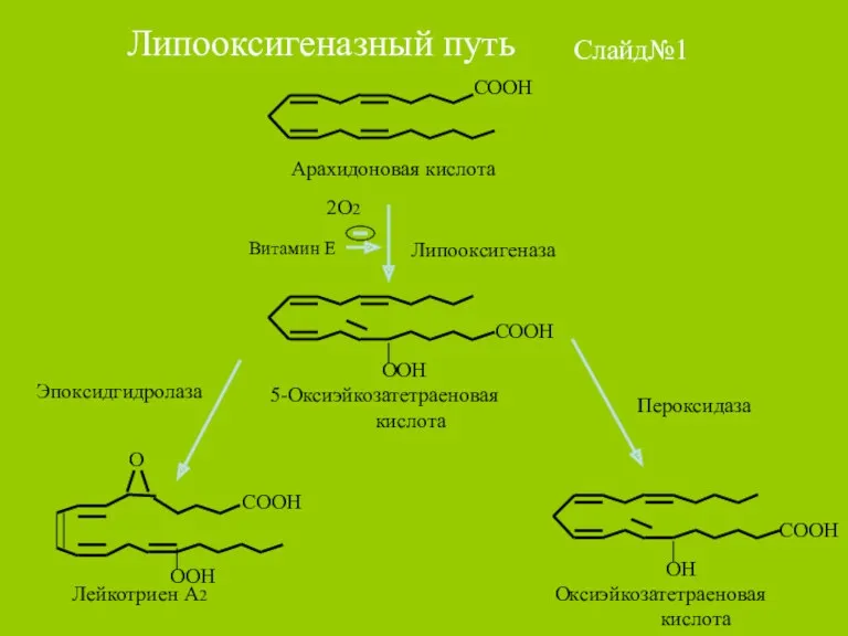 Липооксигеназный путь Слайд№1 Липооксигеназа 2О2 Пероксидаза Эпоксидгидролаза Витамин Е