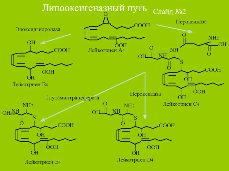 Липооксигеназный путь Слайд №2 О Эпоксидгидролаза Пероксидаза Глутамилтрансфераза Пероксидаза