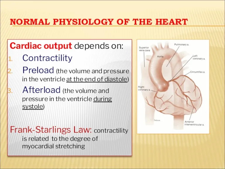 NORMAL PHYSIOLOGY OF THE HEART Cardiac output depends on: Contractility