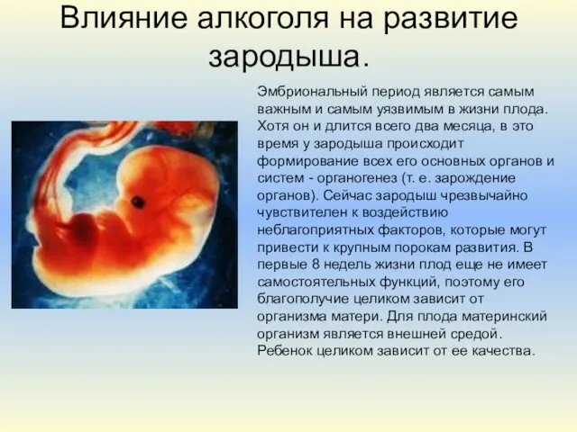 Влияние алкоголя на развитие зародыша. Эмбриональный период является самым важным и самым уязвимым
