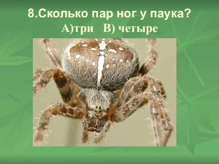 8.Сколько пар ног у паука? А)три В) четыре