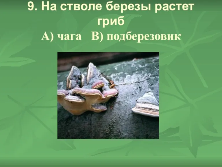 9. На стволе березы растет гриб А) чага В) подберезовик