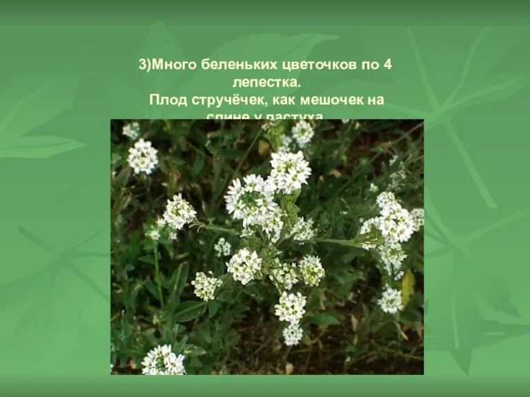 3)Много беленьких цветочков по 4 лепестка. Плод стручёчек, как мешочек на спине у пастуха.