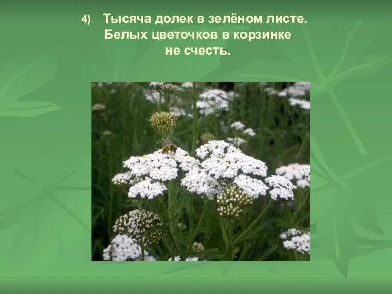 4) Тысяча долек в зелёном листе. Белых цветочков в корзинке не счесть.