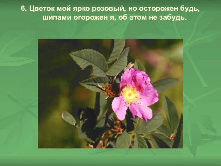 6. Цветок мой ярко розовый, но осторожен будь, шипами огорожен я, об этом не забудь.