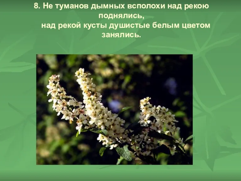 8. Не туманов дымных всполохи над рекою поднялись, над рекой кусты душистые белым цветом занялись.