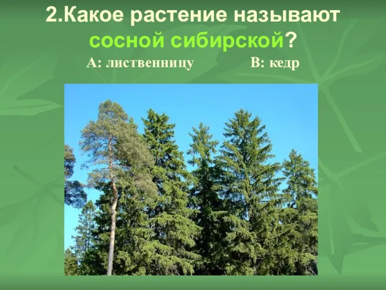 2.Какое растение называют сосной сибирской? А: лиственницу В: кедр