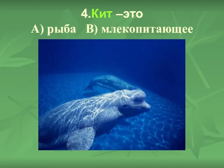 4.Кит –это А) рыба В) млекопитающее