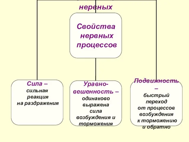 Свойства нервных процессов