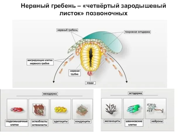 Нервный гребень – «четвёртый зародышевый листок» позвоночных