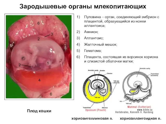 Зародышевые органы млекопитающих Пуповина – орган, соединяющий эмбрион с плацентой,