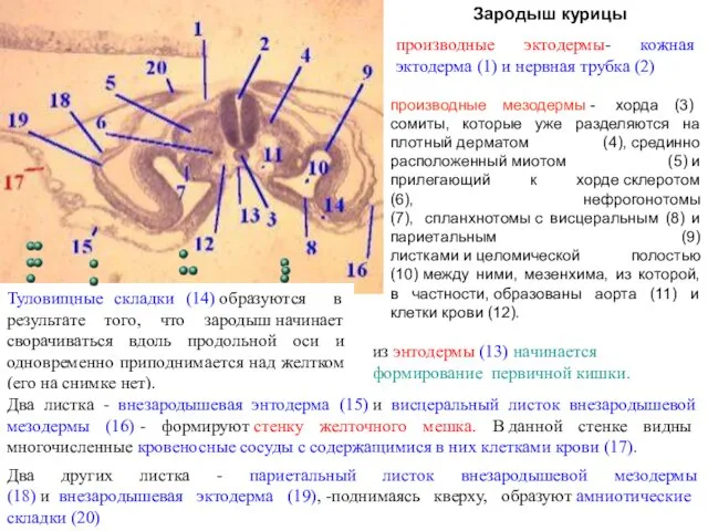 производные эктодермы- кожная эктодерма (1) и нервная трубка (2) производные