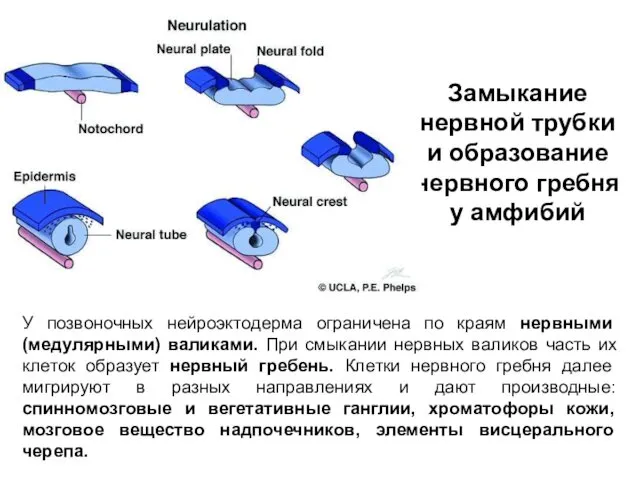 Замыкание нервной трубки и образование нервного гребня у амфибий У