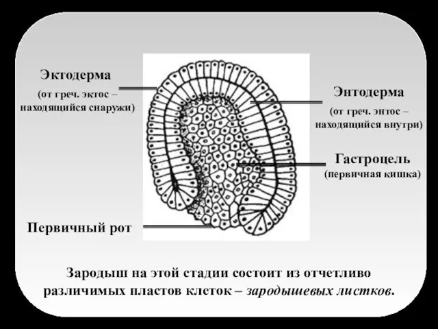 Зародыш на этой стадии состоит из отчетливо различимых пластов клеток