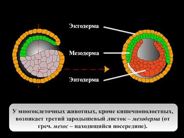 У многоклеточных животных, кроме кишечнополостных, возникает третий зародышевый листок – мезодерма (от греч.