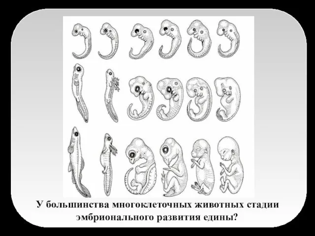 У большинства многоклеточных животных стадии эмбрионального развития едины?