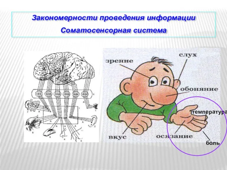 Закономерности проведения информации. Соматосенсорная система