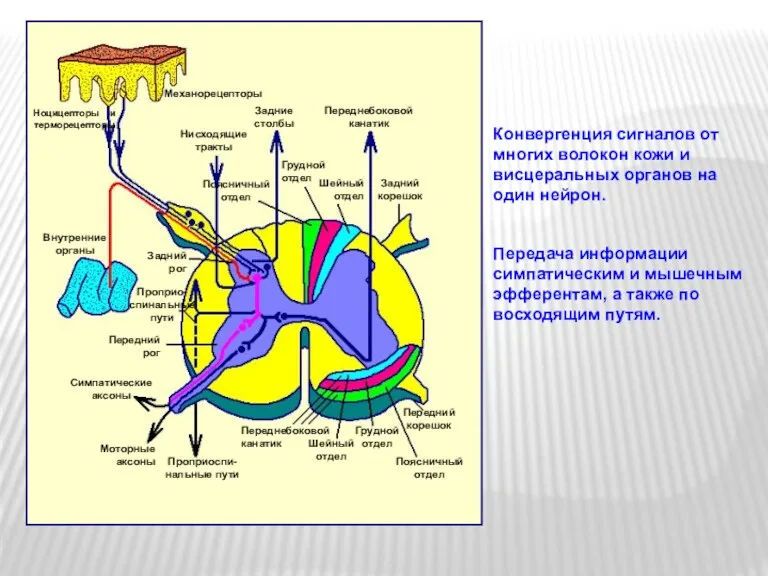 Конвергенция сигналов от многих волокон кожи и висцеральных органов на