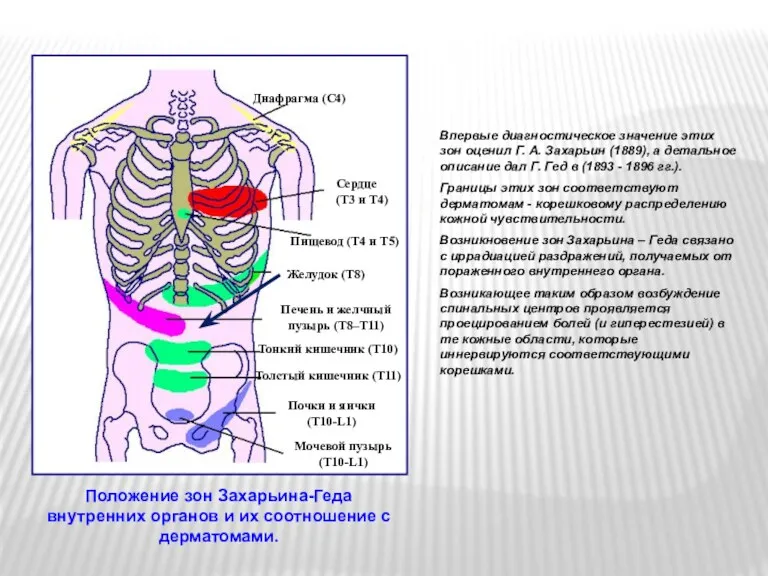 Положение зон Захарьина-Геда внутренних органов и их соотношение с дерматомами.