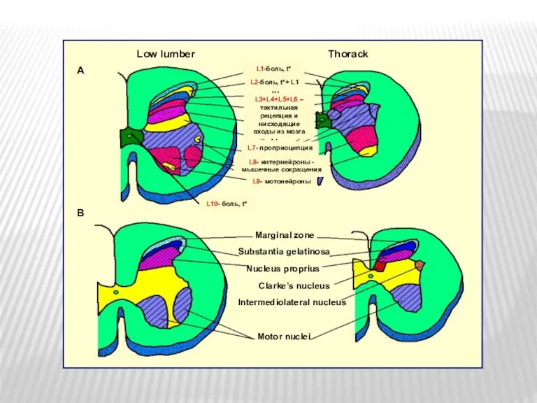L1-боль, tº L2-боль, tº+ L1 L3+L4+L5+L6 – тактильная рецепция и